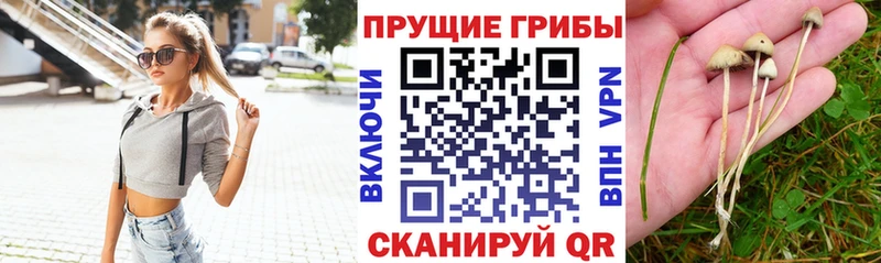 Купить  Шатура  Галлюциногенные грибы мицелий 